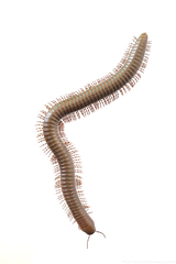 Telodeinopus aoutii