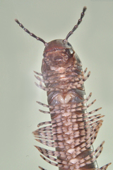 Telodeinopus aoutii