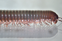 Telodeinopus aoutii