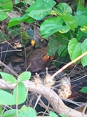 Indotestudo elongata