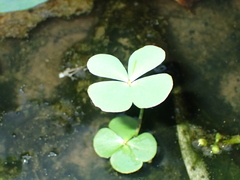 Marsilea crenata
