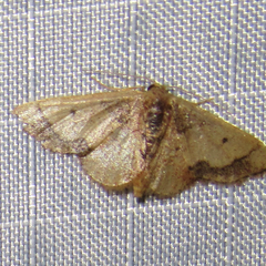 Idaea kendallaria
