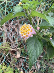Lantana camara