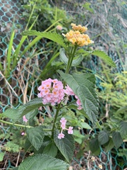 Lantana camara