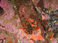 Scorpaenodes evides