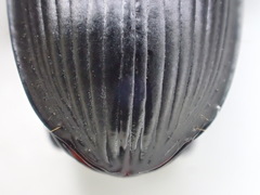 Pterostichus isabellae