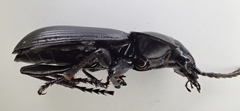 Pterostichus isabellae