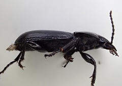 Pterostichus isabellae