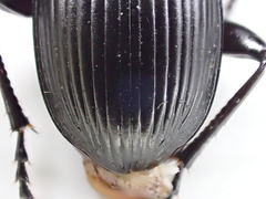 Pterostichus isabellae