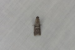Ephestia elutella