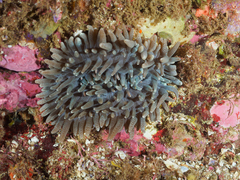 Heteractis