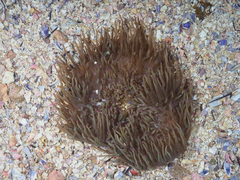 Heteractis