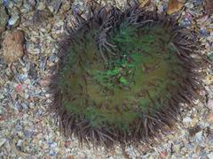 Heteractis