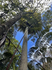 Pritchardia beccariana