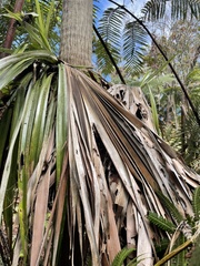 Pritchardia beccariana