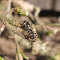 Meliscaeva auricollis