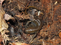 Hynobius abuensis