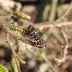 Meliscaeva auricollis
