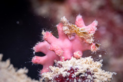 Homotrematidae