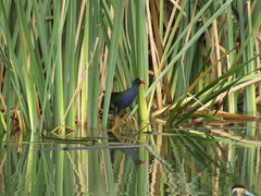 Porphyrio alleni