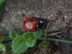Coccinella septempunctata