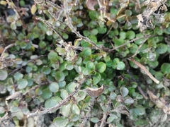 Origanum majorana
