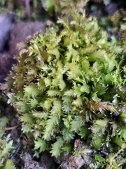 Fissidens taxifolius