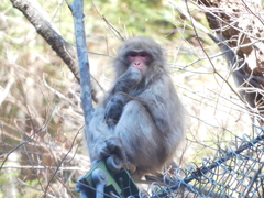 Macaca fuscata