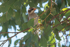 Melithreptus gularis