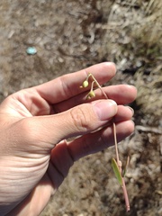 Talinum fruticosum