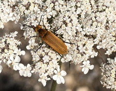 Epicauta callosa
