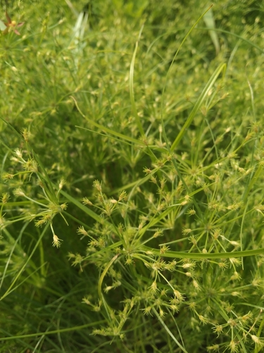 Fimbristylis squarrosa