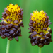 Trifolium spadiceum - Photo (c) Pekka Malinen,  זכויות יוצרים חלקיות (CC BY-NC-SA), הועלה על ידי Pekka Malinen