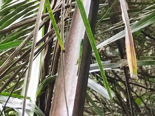 Island Day Gecko, Phelsuma nigristriata