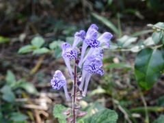 Scutellaria indica