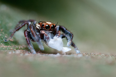 Salticidae