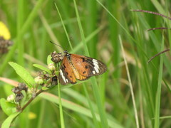 Acraea encedon
