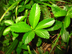 Potentilla kleiniana