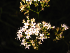 Gypsophila oldhamiana
