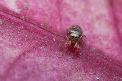 Salticidae