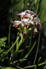 Disa begleyi