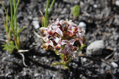 Disa begleyi
