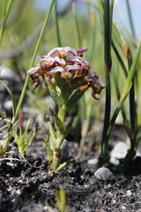 Disa begleyi