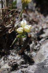Disa oligantha