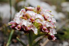 Disa begleyi