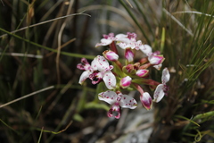 Disa begleyi
