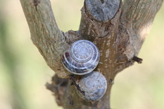 Eobania vermiculata