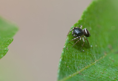 Salticidae