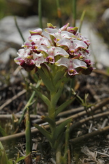Disa begleyi