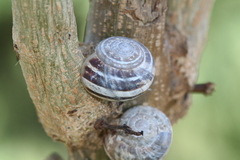 Eobania vermiculata